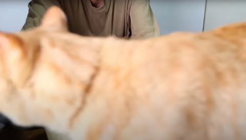 アップの茶トラ猫