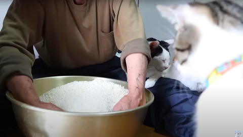 まぜてる様子を見る猫