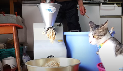 大豆すり機イカ耳猫