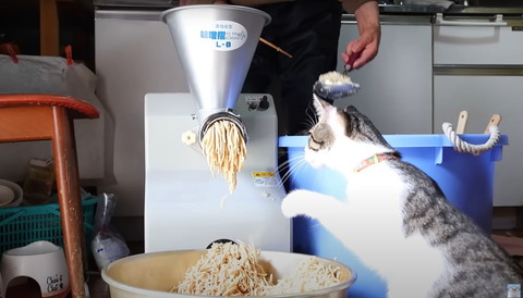 すり機に前足のばそうとする猫