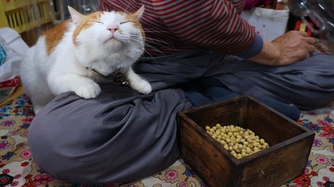 猫とおばあちゃん