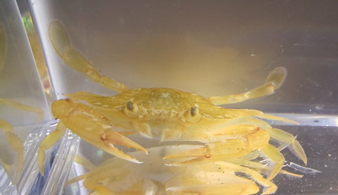 金色のカニアップ