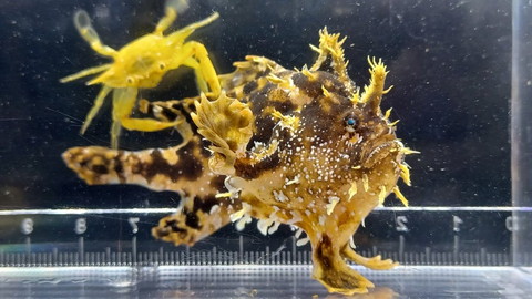 金色のカニと魚