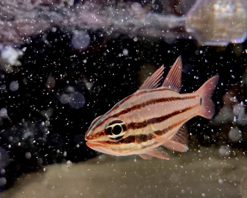 ピンクっぽい魚