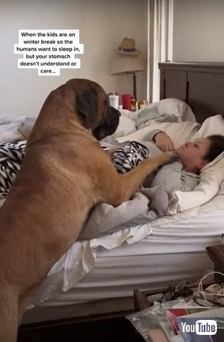 ママを起こす超大型ワンコ