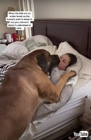 ママを起こす超大型ワンコ