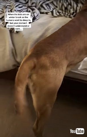 ママを起こす超大型ワンコ