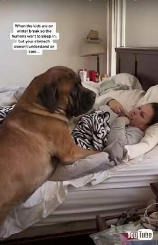 ママを起こす超大型ワンコ