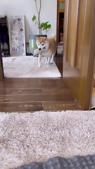 ぬいぐるみ持ってくる