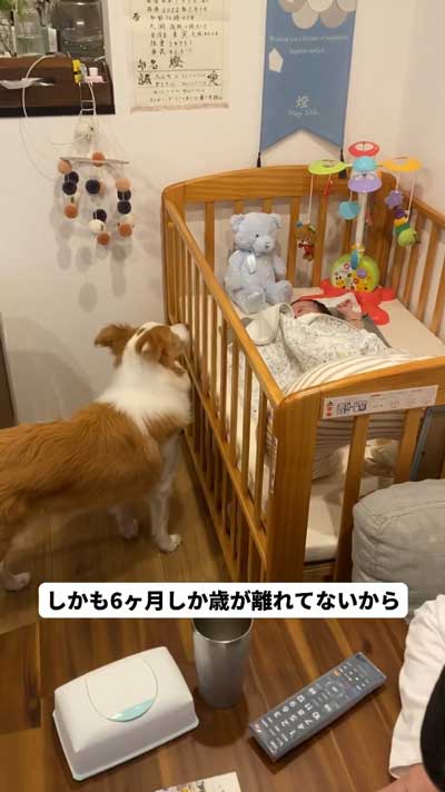 ボーダーコリーと赤ちゃん