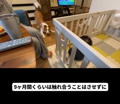 ボーダーコリーと赤ちゃん