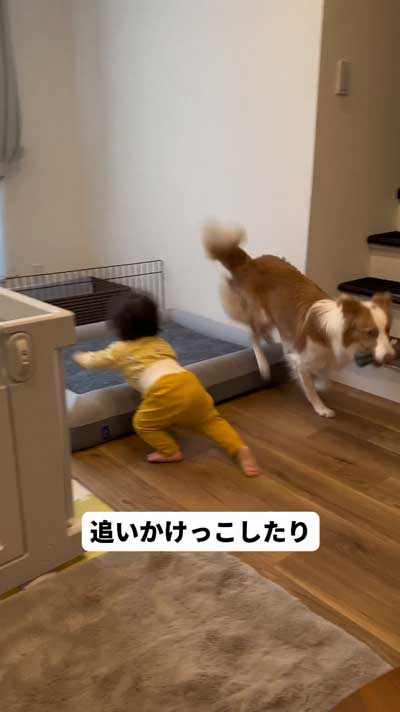 一緒に追いかけっこするボーダーコリーと赤ちゃん