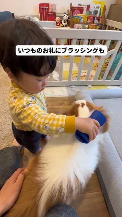 お礼のブラッシング