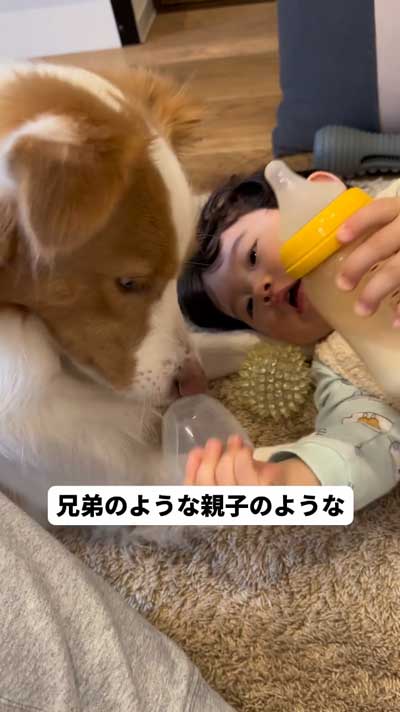 ボーダーコリー 赤ちゃん 兄妹 子ども 子犬 関係 ビフォーアフター