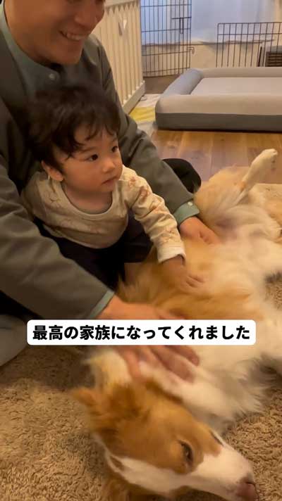 ボーダーコリー 赤ちゃん 兄妹 子ども 子犬 関係 ビフォーアフター