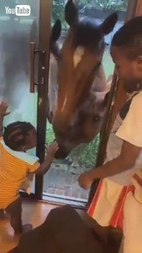 「Horses Attempt to Enter Inside House to Play With Toddler - 1429477」