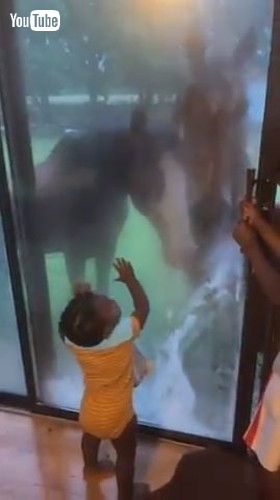 「Horses Attempt to Enter Inside House to Play With Toddler - 1429477」