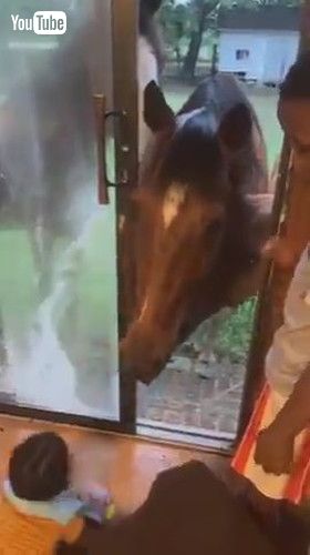 「Horses Attempt to Enter Inside House to Play With Toddler - 1429477」