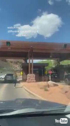 「Mom Chases Random Vehicle Thinking It's Her Son's Car - 1424991」