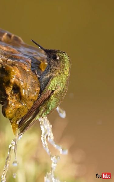 水浴びするハチドリ