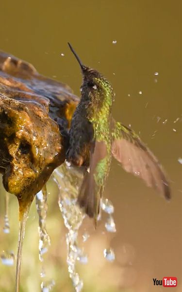 水浴びするハチドリ