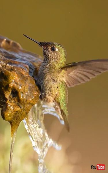 水浴びするハチドリ