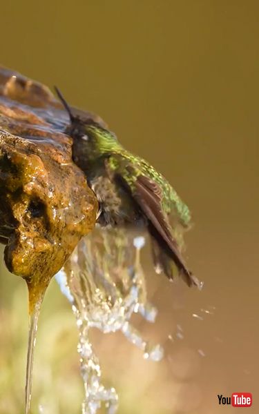 水浴びするハチドリ