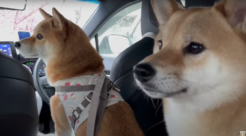 車で柴犬2匹