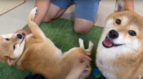 笑顔のワンコ2匹