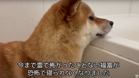 浴槽にアゴ乗せワンコ