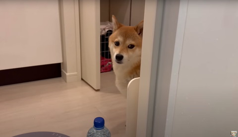 不安そうなワンコ