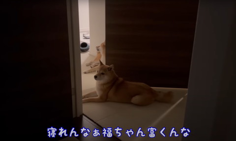 伏せしてるワンコ2匹