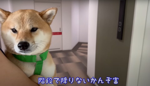 階段で降りないかんテロップ