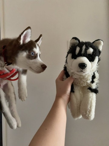ぬいぐるみと子犬
