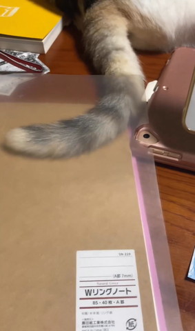 クリアファイルにおさまるしっぽ