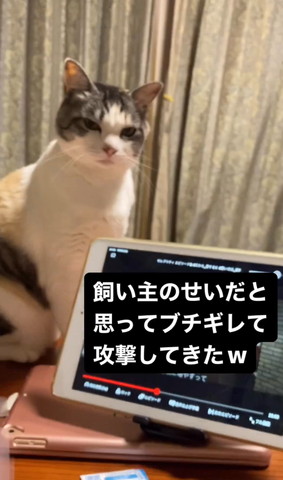 にらんでる猫