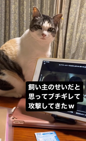 真顔で見つめる猫