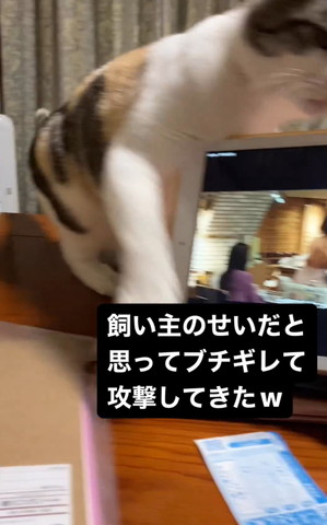 猫パンチ