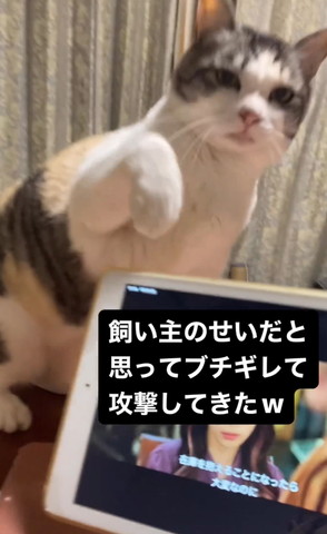 前足あげてる猫