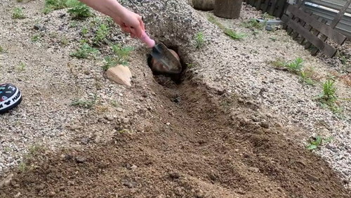 土を出すウサギ