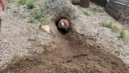 下がるウサギ