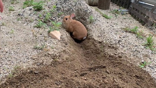 穴から出てきたウサギ