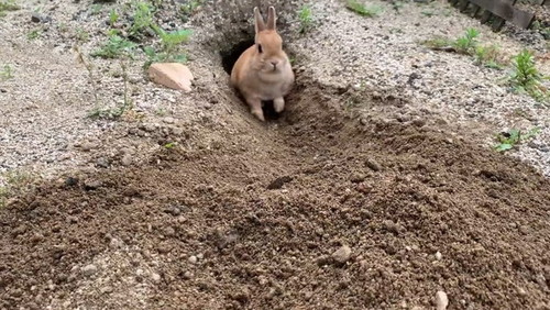 驚くウサギ
