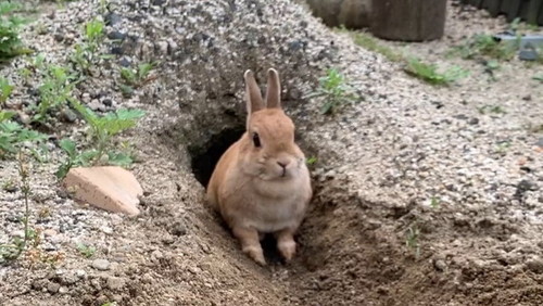 固まるウサギ