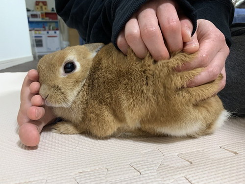 はさまるウサギ