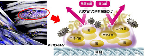 バイオフィルム