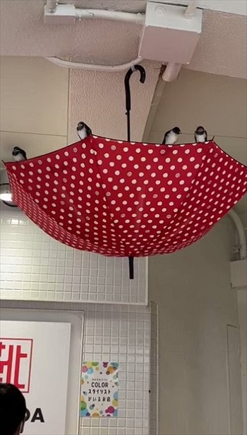 ツバメにやさしいショッピングモール