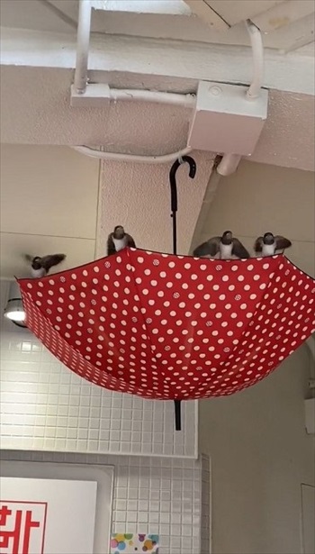 ツバメにやさしいショッピングモール