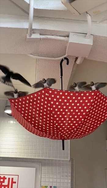 ツバメにやさしいショッピングモール