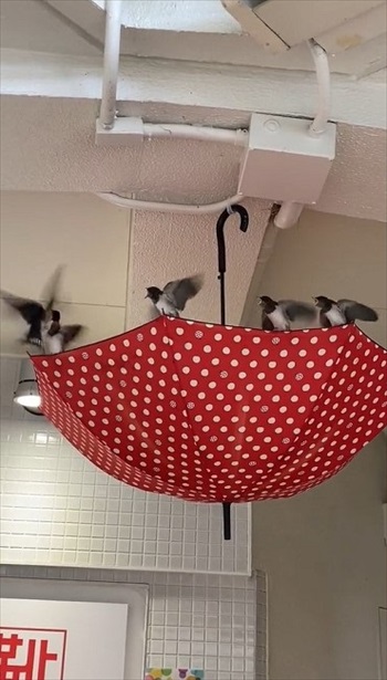 ツバメにやさしいショッピングモール